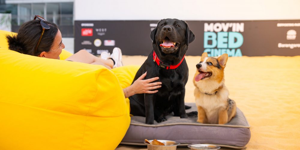 Hero Dogs MIB